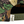 Uncle Bill Hemp Snapback Camo/Cream - Rooster 